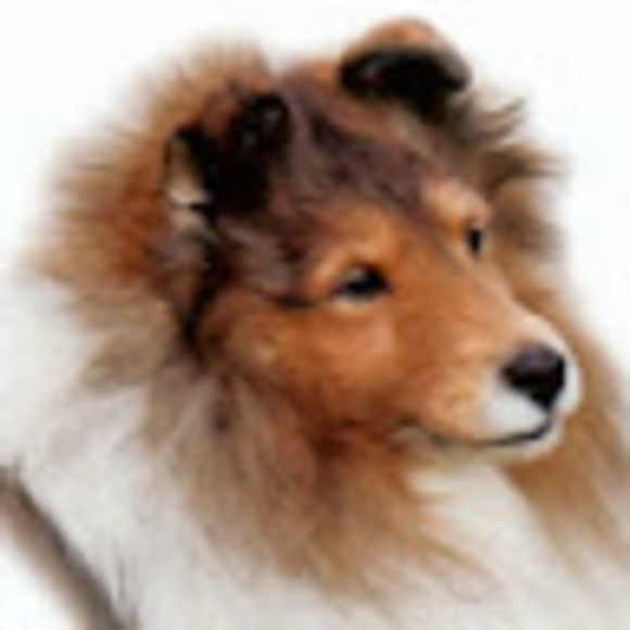 sheltiemom225